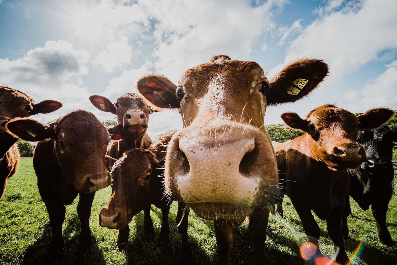 nancarrow barn wedding